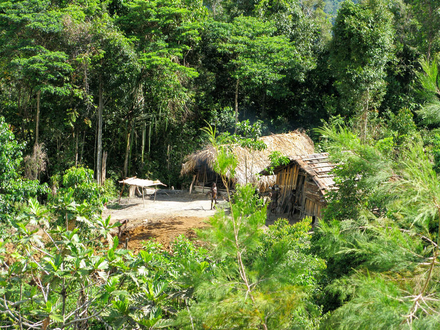 Jungle